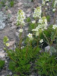 Image result for chenopodium foliosum