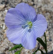 Image result for Linum usitatissimum
