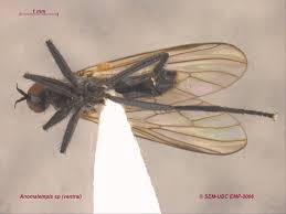 Attēlu rezultāti vaicājumam “Empididae”