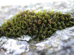 Attēlu rezultāti vaicājumam “Schistidium apocarpum macro”