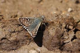 Attēlu rezultāti vaicājumam “Pyrgus alveus upperside”