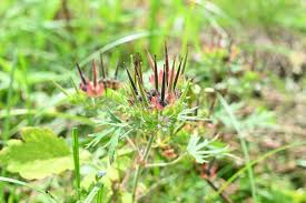 Attēlu rezultāti vaicājumam “Geranium palustre fruit”