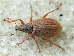 Attēlu rezultāti vaicājumam “Polydrusus mollis”