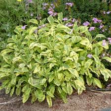 Image result for Salvia officinalis