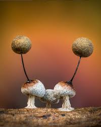 Attēlu rezultāti vaicājumam “Craterium minutum young”