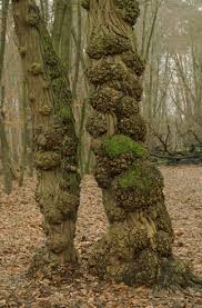 Attēlu rezultāti vaicājumam “Trichia botrytis var. cerifera stalked”