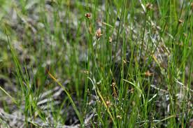 Attēlu rezultāti vaicājumam “Carex chordorhiza”
