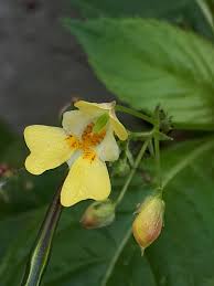 Attēlu rezultāti vaicājumam “Impatiens parviflora”