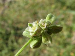 Attēlu rezultāti vaicājumam “Fallopia convolvulus”