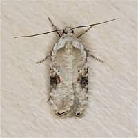 Attēlu rezultāti vaicājumam “Agonopterix alstromeriana”