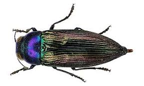 Attēlu rezultāti vaicājumam “Buprestidae”