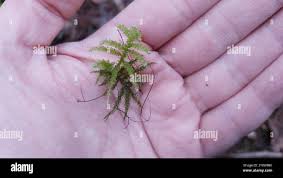 Attēlu rezultāti vaicājumam “Eurhynchium angustirete”