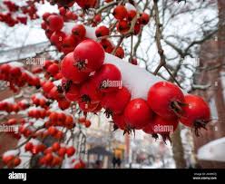 Attēlu rezultāti vaicājumam “Sorbus intermedia fruit”