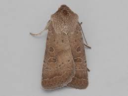 Attēlu rezultāti vaicājumam “Hoplodrina octogenaria”