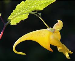 Attēlu rezultāti vaicājumam “Impatiens noli-tangere leaf”