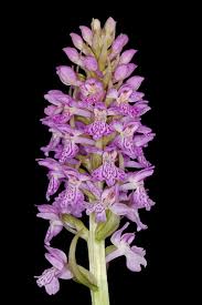 Attēlu rezultāti vaicājumam “Dactylorhiza majalis subsp. baltica flower”