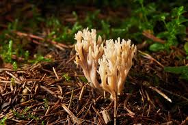 Attēlu rezultāti vaicājumam “Clavaria straminea”