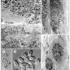 Attēlu rezultāti vaicājumam “Physarum penetrale spores”