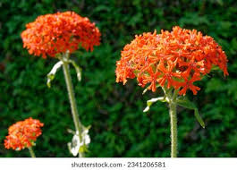 Attēlu rezultāti vaicājumam “Silene chalcedonica leaf”