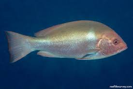 Image result for Lutjanus novemfasciatus