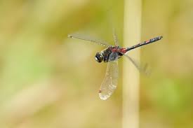 Attēlu rezultāti vaicājumam “Leucorrhinia rubicunda”
