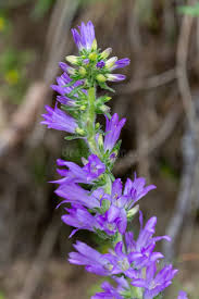 Image result for Campanula spicata