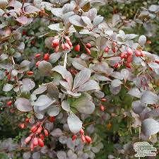 Attēlu rezultāti vaicājumam “Berberis thunbergii flower”