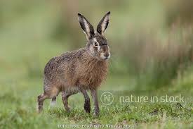 Attēlu rezultāti vaicājumam “Lepus europaeus”
