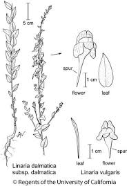 Image result for Linaria vulgaris