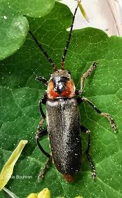 Attēlu rezultāti vaicājumam “Cantharis rustica imago”