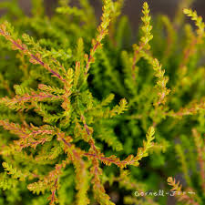 Attēlu rezultāti vaicājumam “Calluna vulgaris leaf”