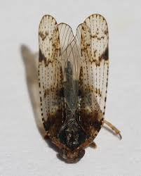 Attēlu rezultāti vaicājumam “Cixius sp.”