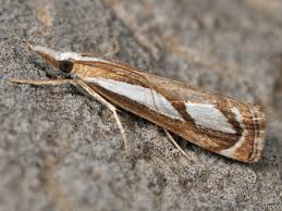 Attēlu rezultāti vaicājumam “Catoptria margaritella”