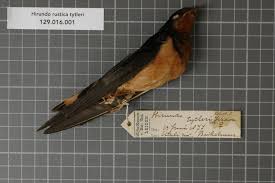 Attēlu rezultāti vaicājumam “Hirundinidae”