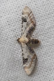 Attēlu rezultāti vaicājumam “Eupithecia centaureata”