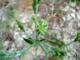 Attēlu rezultāti vaicājumam “Paraleucobryum longifolium sporophyte”