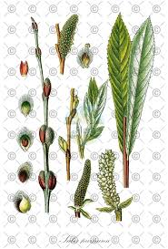 Attēlu rezultāti vaicājumam “Salix purpurea leaf”