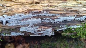 Attēlu rezultāti vaicājumam “Heterotrichia ferruginea (syn. Arcyria ferruginea) macro”