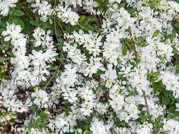 Attēlu rezultāti vaicājumam “Exochorda giraldii var. wilsonii”
