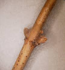 Attēlu rezultāti vaicājumam “Lonicera tatarica bud”