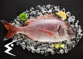 Image result for Pagrus