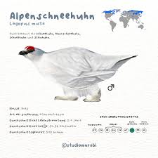 Image result for Lagopus muta