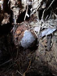 Attēlu rezultāti vaicājumam “Enteridium olivaceum”