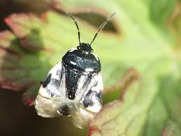 Attēlu rezultāti vaicājumam “Tritomegas bicolor imago”