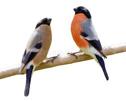 Attēlu rezultāti vaicājumam “Pyrrhula pyrrhula female”