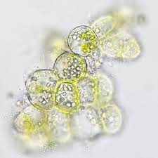 Attēlu rezultāti vaicājumam “Lophocolea minor”