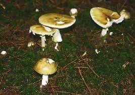 Attēlu rezultāti vaicājumam “Amanita phalloides”