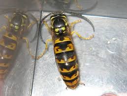 Attēlu rezultāti vaicājumam “Vespula germanica male”