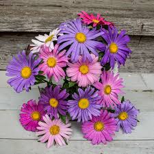 Image result for Aster