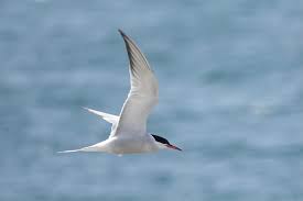 Attēlu rezultāti vaicājumam “Sterna hirundo adult”